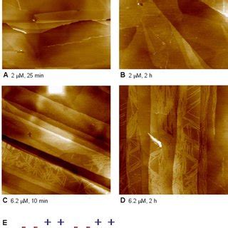 AFM Images Of EAK16 II Modified Mica Surfaces At 10 Min Incubation In