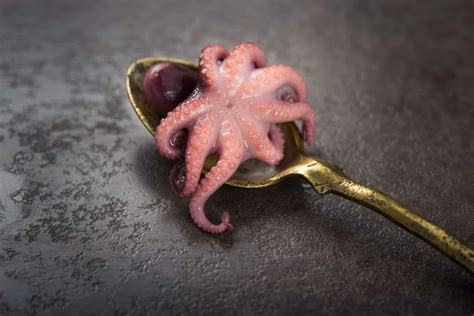 Octopus - A-Z Animals