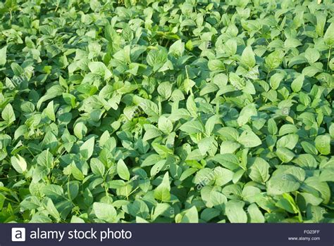 Soybean Crop Stock Photos And Soybean Crop Stock Images Alamy