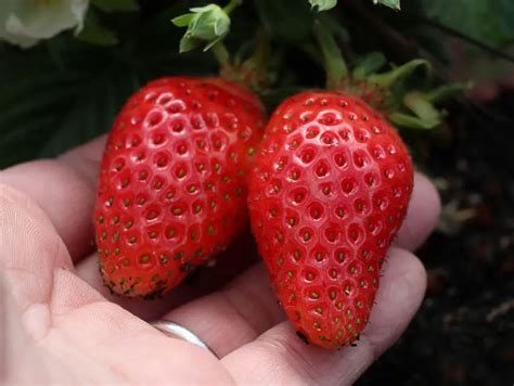 Morango Variedade Diamante Características Mudas e Nome Cientifico