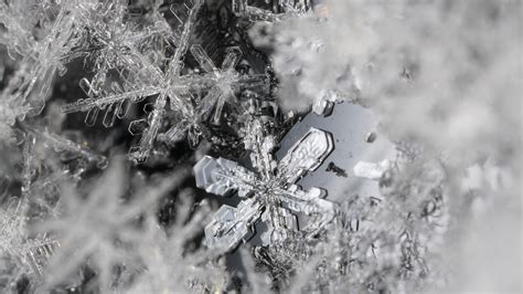 Fondos De Pantalla Monocromo Agua Naturaleza Nieve Rama Hielo