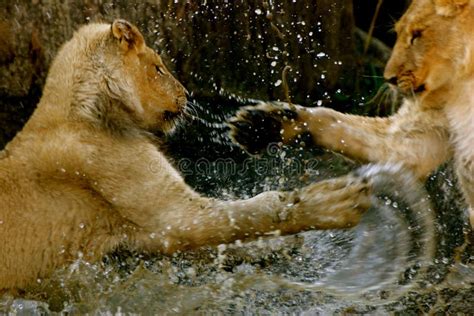 Lions Playing In Water Royalty Free Stock Photo - Image: 5269885