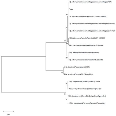 Phylogenetic Tree Built On Concatenated Sequences Of The Seven