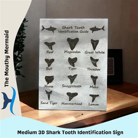 Shark Tooth Identification Guide (medium). Shark Teeth Guide. Shark