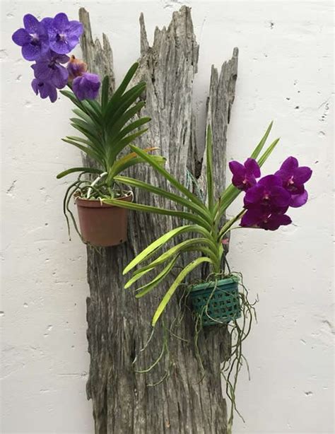 Ideias para plantar orquídeas Vanda orquideaoterapia