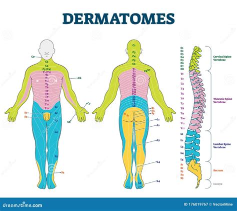 Tapeta Dermatomes Vector Illustration Labeled Educational Anatomical