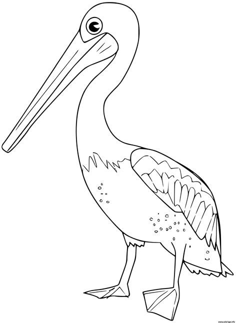 Pelican Coloring Page Sketch Coloring Page