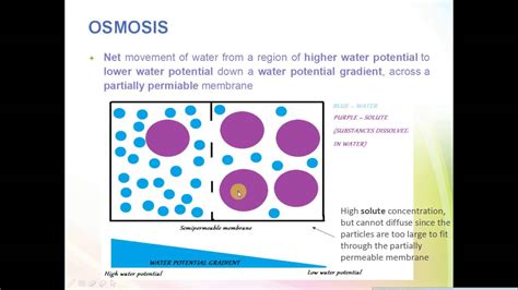 Igcse Biology Revision Syllabus Core Diffusion Osmosis And