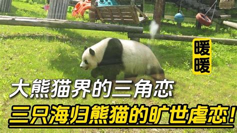 Panda Warm Malaysian Panda Youtube