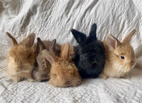 Fluffy Wonders Getting To Know And Care For Angora Rabbits