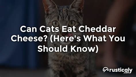 Can Cats Eat Cheddar Cheese The Ultimate Explanation