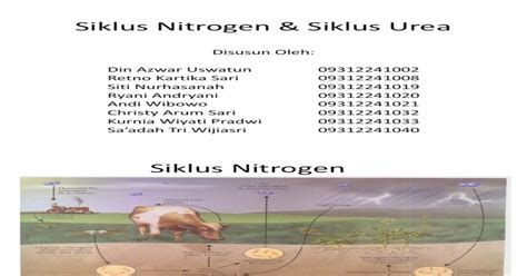 Siklus Nitrogen And Siklus Urea Pdf Document