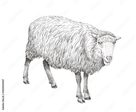 Discover more than 134 realistic sheep drawing latest - seven.edu.vn