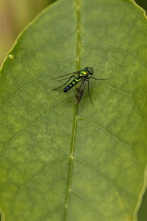 Minnesota Seasons Longlegged Fly Condylostylus Patibulatus