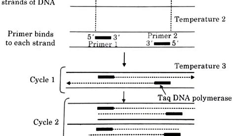 Polymerase Chain Reaction Pcr Basic Concept 3 Steps Types And Applications ~ Biotechfront