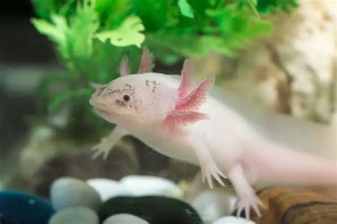 Axolotl Care Sheet Tank Set Up Health Diet And More