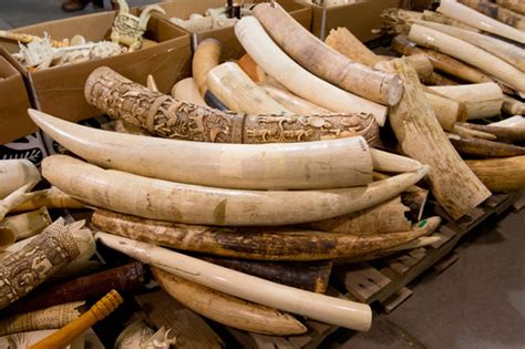 Want To Save Africas Elephants Close All Ivory Markets