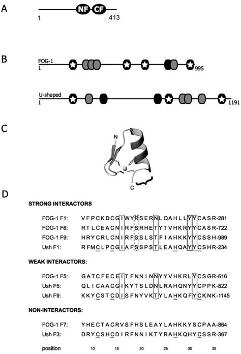 The Zinc Finger Domains Of GATA 1 And U Shaped A Schematic Diagram Of