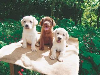 Retriever Labrador: Mini Labrador Retriever