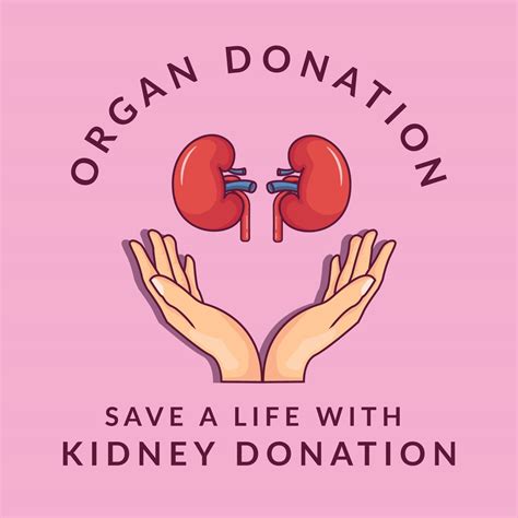 organ donation. kidney donation. donate your kidney to save a life ...