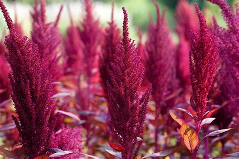 From Myth To Modernity The Enduring Symbols Of The Amaranth Flower