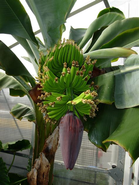 Fruit Ripening On Our Dwarf Cavendish Banana Banana Tree Baby Banana