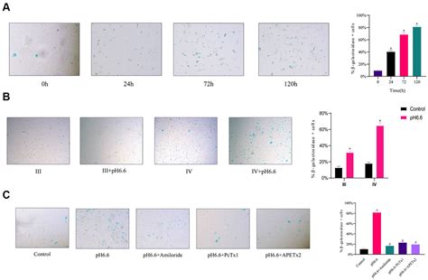 Asic1 And Asic3 Mediate Cellular Senescence Of Human Nucleus Pulposus Mesenchymal Stem Cells