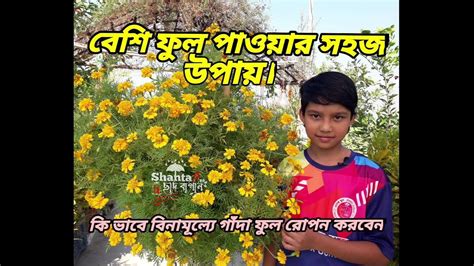 How To Plant Marigold Flowers Marigold Seed Collection ♥ Caring For