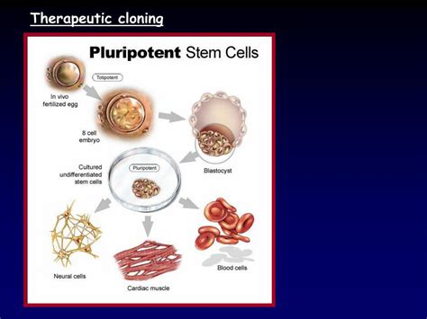 PPT - Reproductive cloning PowerPoint Presentation, free download - ID ...