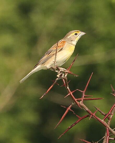 Dickcissel - Wikipedia