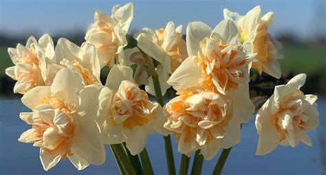 Narcissus Sweet Paradise
