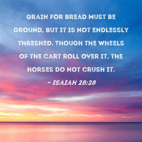 Isaiah 28:28 Grain for bread must be ground, but it is not endlessly ...