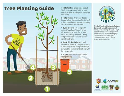 Tree Care Guides And Tips California Urban Forests Council