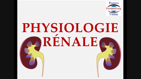 Physiologie Renale Anatomie Du Rein Nephron Equilibre Acido Basique