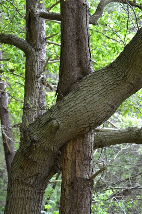 Free Images Tree Nature Forest Branch Wood Leaf Flower Trunk