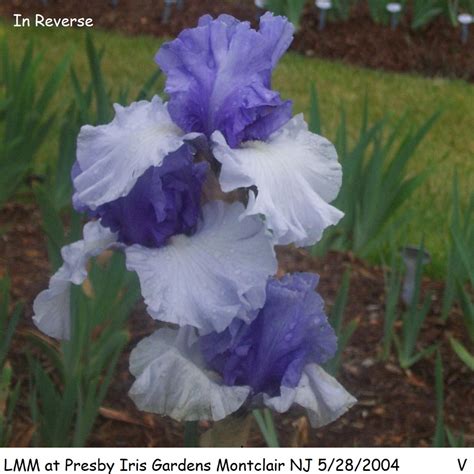 In Reverse Historic Iris Preservation Society