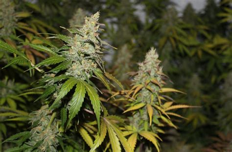 Auto Bubblegum Extra Bulk Seed Bank Cannabis Strain Gallery