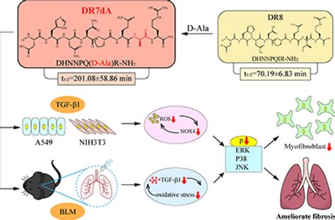 Dr7da A Novel Antioxidant Peptide Analog Demonstrates Antifibrotic