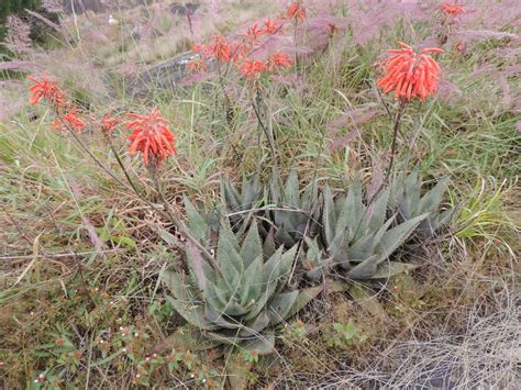 Central African Plants A Photo Guide Aloe chabaudii Schönland