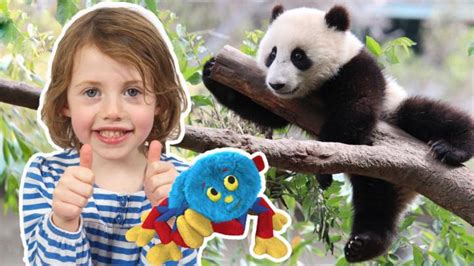 The Zoo Cbeebies Bbc