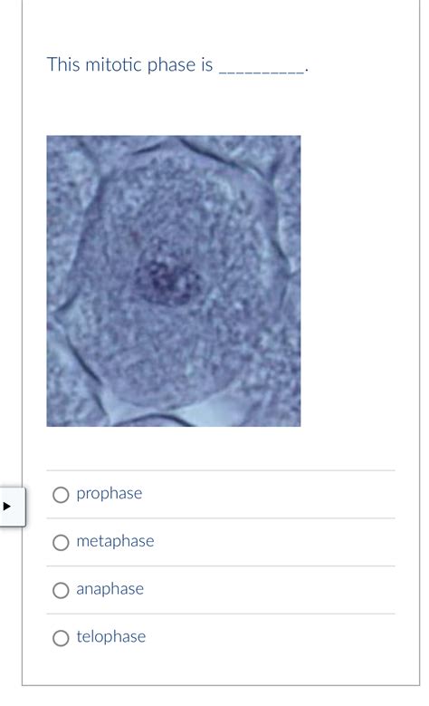 Solved This Mitotic Phase Chegg