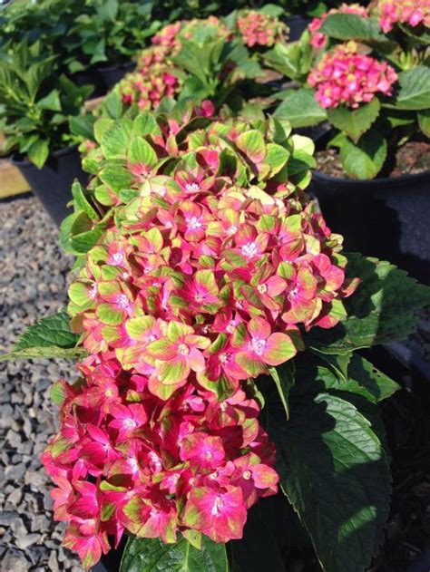 Pistachio Hydrangea Care and Growing Guide | Balcony Garden Web