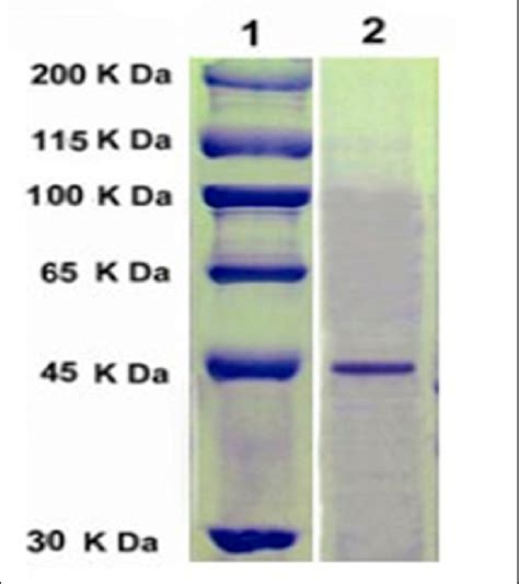 SDS PAGE Of Purified Chitinase From T Funiculosus Strain CBS 129594