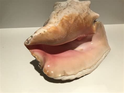 Conch Shell