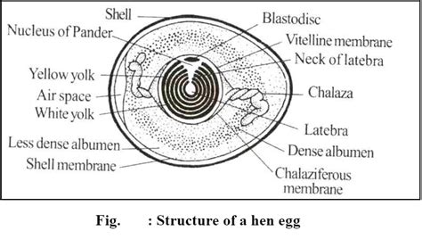 Egg: Structure and parts of Hen’s egg - Biology Ease