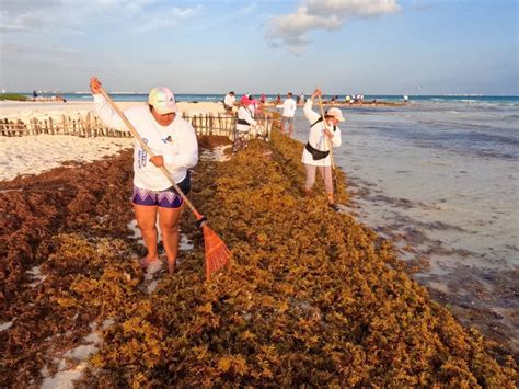 Sargazo Ya Inunda Las Playas De Isla Mujeres Quadratin Quintana Roo