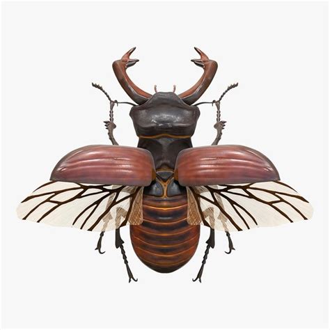 Beetle 3d Models For Download Turbosquid