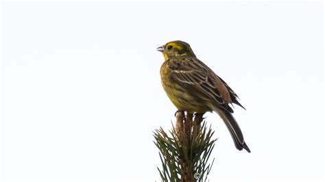 Yellowhammer female - John Caddick | John Caddick