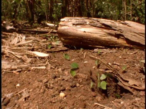 Medium-shot Of Leafcutter Ants At Work On The Forest Floor In The ...