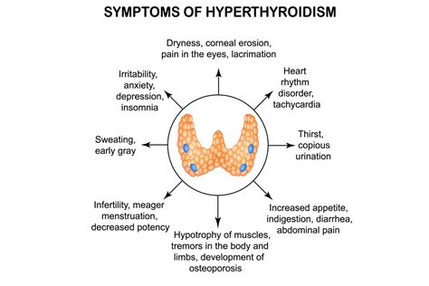 The Thyroid Gland In The Endocrine System